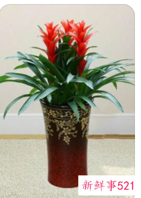 阳台寓意好的花