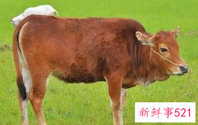 属牛人穿衣服颜色