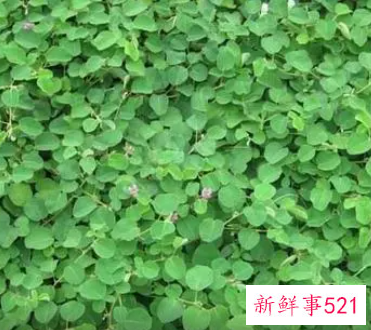 金钱草加薏米的功效