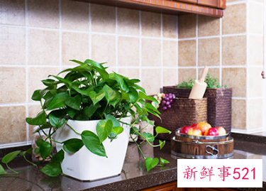 适合放在阳台的绿植有哪些