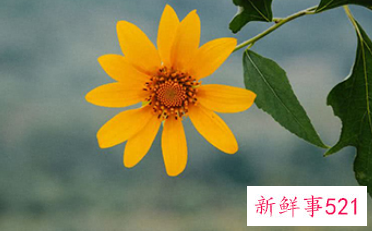 哪个星座女又萌又可爱