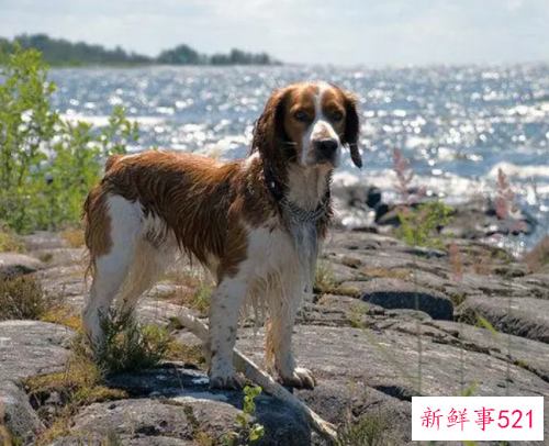 史宾格猎犬特点