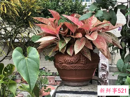 花叶万年青养殖办法