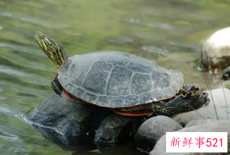 梦见乌龟喝水是什么意思呢