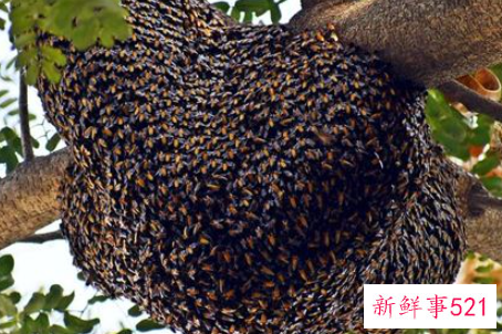 梦见蜂窝有什么征兆