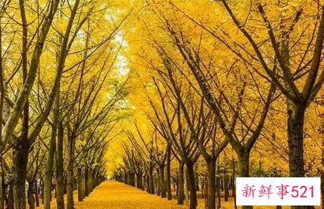 银杏树的介绍作文300字