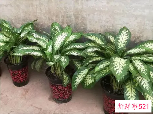 花叶万年青养殖办法