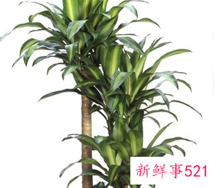 适合放在阳台的绿植有哪些