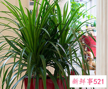 适合放在阳台的绿植有哪些