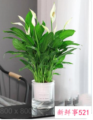 阳台寓意好的花