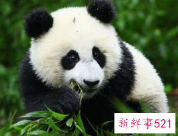 梦见熊猫被踩是什么意思