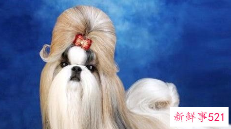 十二星座配哪个小宠物