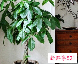 适合放在阳台的绿植有哪些