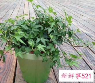 适合放在阳台的绿植有哪些