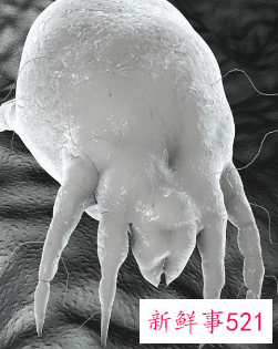 螨虫是什么引起的