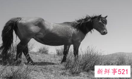 属马人2022年下半年运势如何