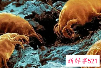 螨虫是什么引起的