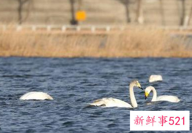 北京多地吸引大批“天鹅”栖息