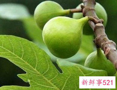 无花果叶煮水的功效与作用