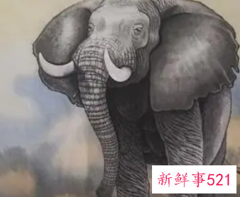 两只象的寓意和象征