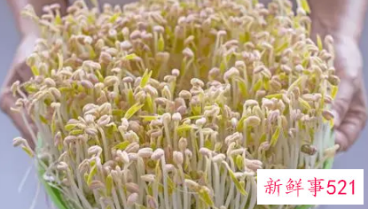 怎样发绿豆芽最简单又好
