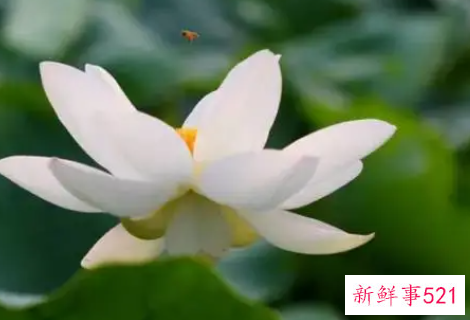 适合美容的植物成分