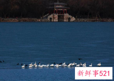 北京多地吸引大批“天鹅”栖息