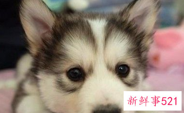 十二星座配哪个小宠物