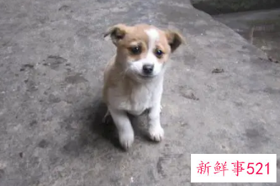 梦见喝狗尿有什么征兆