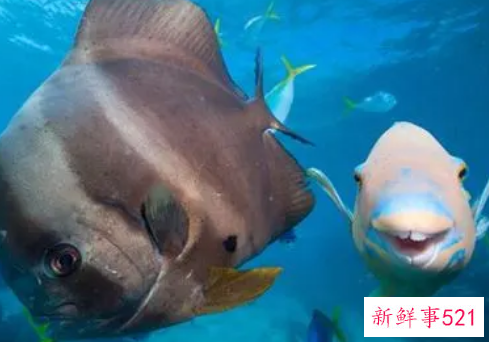 梦见水中有大鱼是什么意思