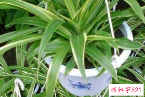 吊兰几天浇一次水