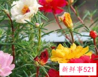 适合放在阳台的绿植有哪些