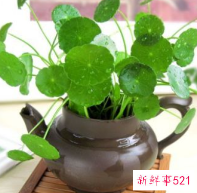 金钱草的功效与作用图片