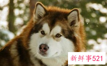 十二星座配哪个小宠物