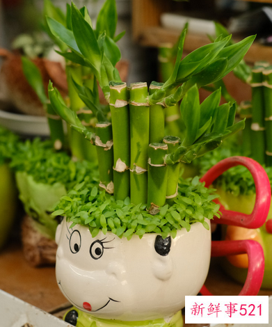 富贵竹可以土养吗