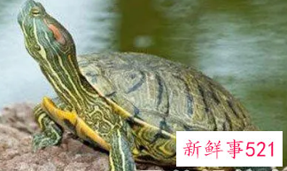 梦见海龟是什么意思周公解梦