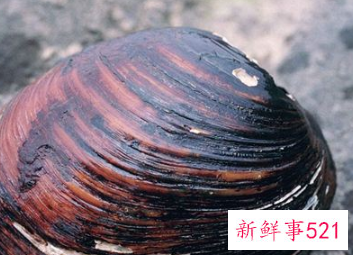 梦见蚌是什么寓意