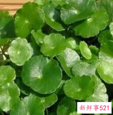 金钱草的功效与作用图片