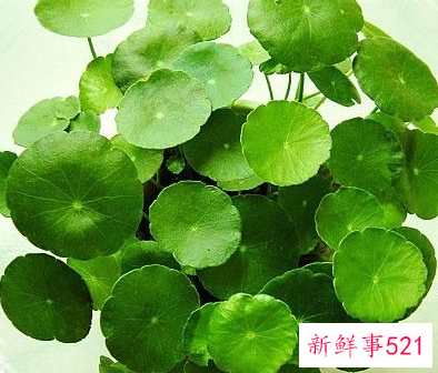 金钱草的功效与作用图片