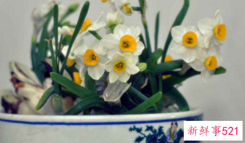 水仙花对家庭风水的影响