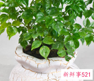 适合放在阳台的绿植有哪些