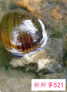 一般几月份不能吃田螺