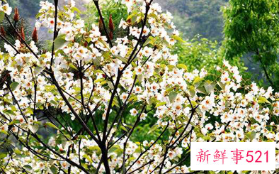 油桐花的花语和传说