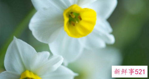 水仙花对家庭风水的影响