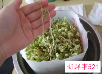 怎样发绿豆芽最简单又好
