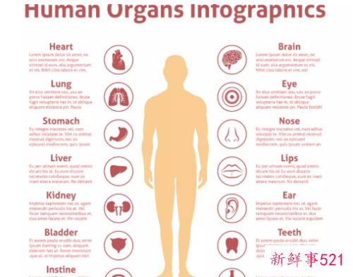 人体背部疼痛对应器官