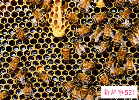 梦见蜂窝有什么征兆