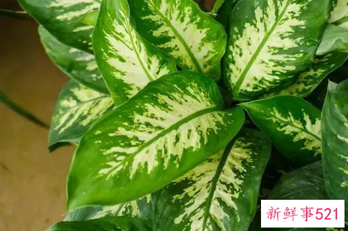 花叶万年青养殖办法