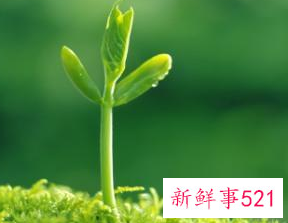 春字的寓意和象征