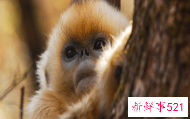 属猴的年份有哪些